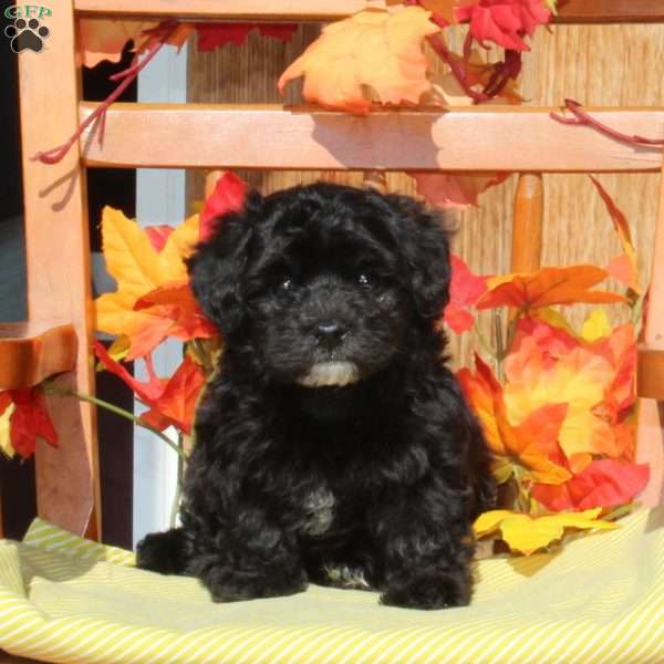 Robby, Maltipoo Puppy